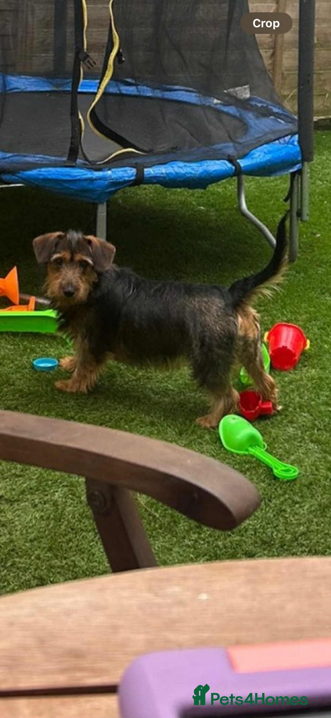 Dachshund dogs for sale: Beautiful Mabel - Image 1