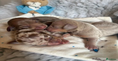 Miniature Dachshund dogs - Advert 3