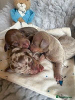 Miniature Dachshund dogs - Advert 2