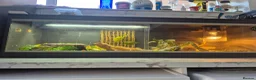 Bearded Dragon reptiles for sale: Bearded dragon for sale - Advert 3