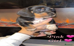 Dachshund dogs for sale: Beautiful miniature dachshund puppies - Image 5