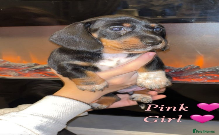 Dachshund dogs - Advert 2