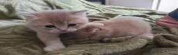British Shorthair cats for sale: Golden cy12 British Shorthair Boys – Vet Raised in Norwich - Advert 4