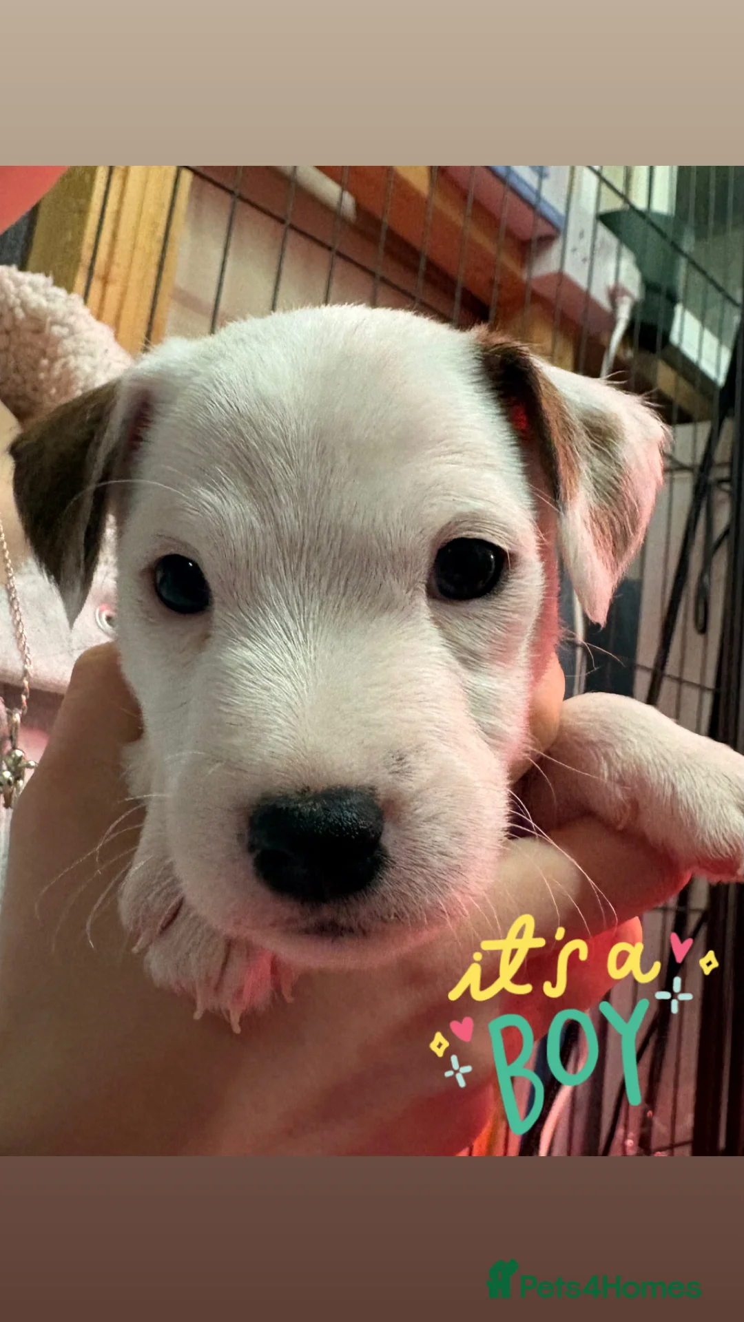 Parson Russell dogs for sale: Exceptional litter of Parson Russell Terrier Pups  - Advert 2