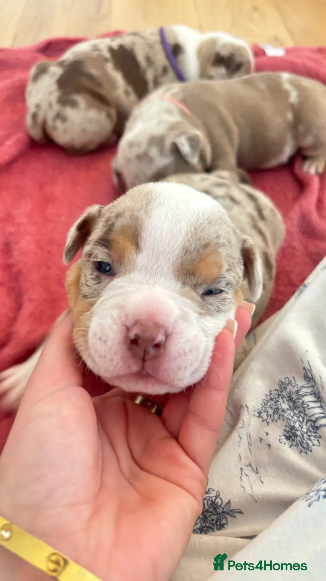 American Bully dogs for sale: Micro bully babies 🐶🩷💙 - Advert 2