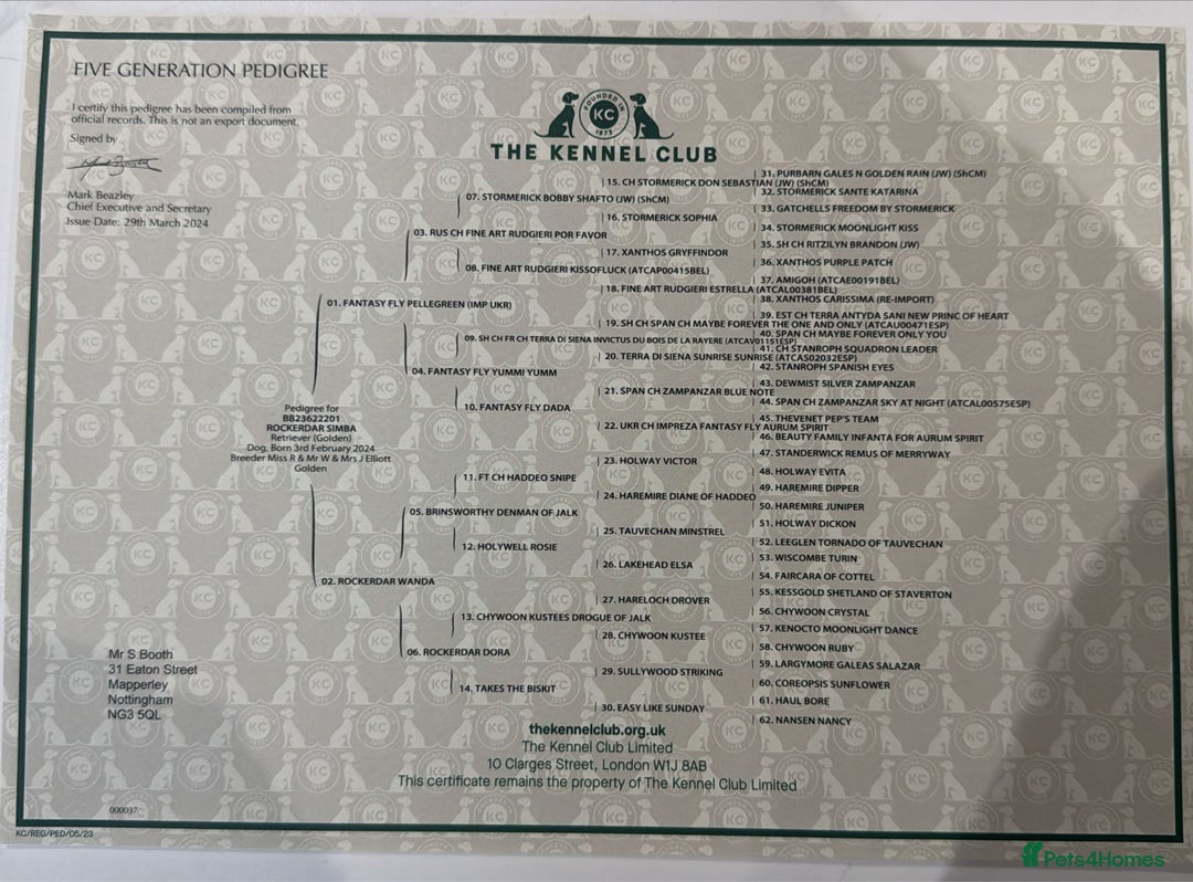 Golden Retriever dogs for stud: 5th Generation 2yo Toasted Golden Retriever - Advert 2