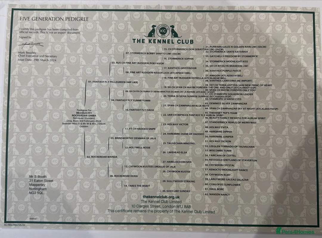 Golden Retriever dogs for stud: 5th Generation 2yo Toasted Golden Retriever - Advert 2