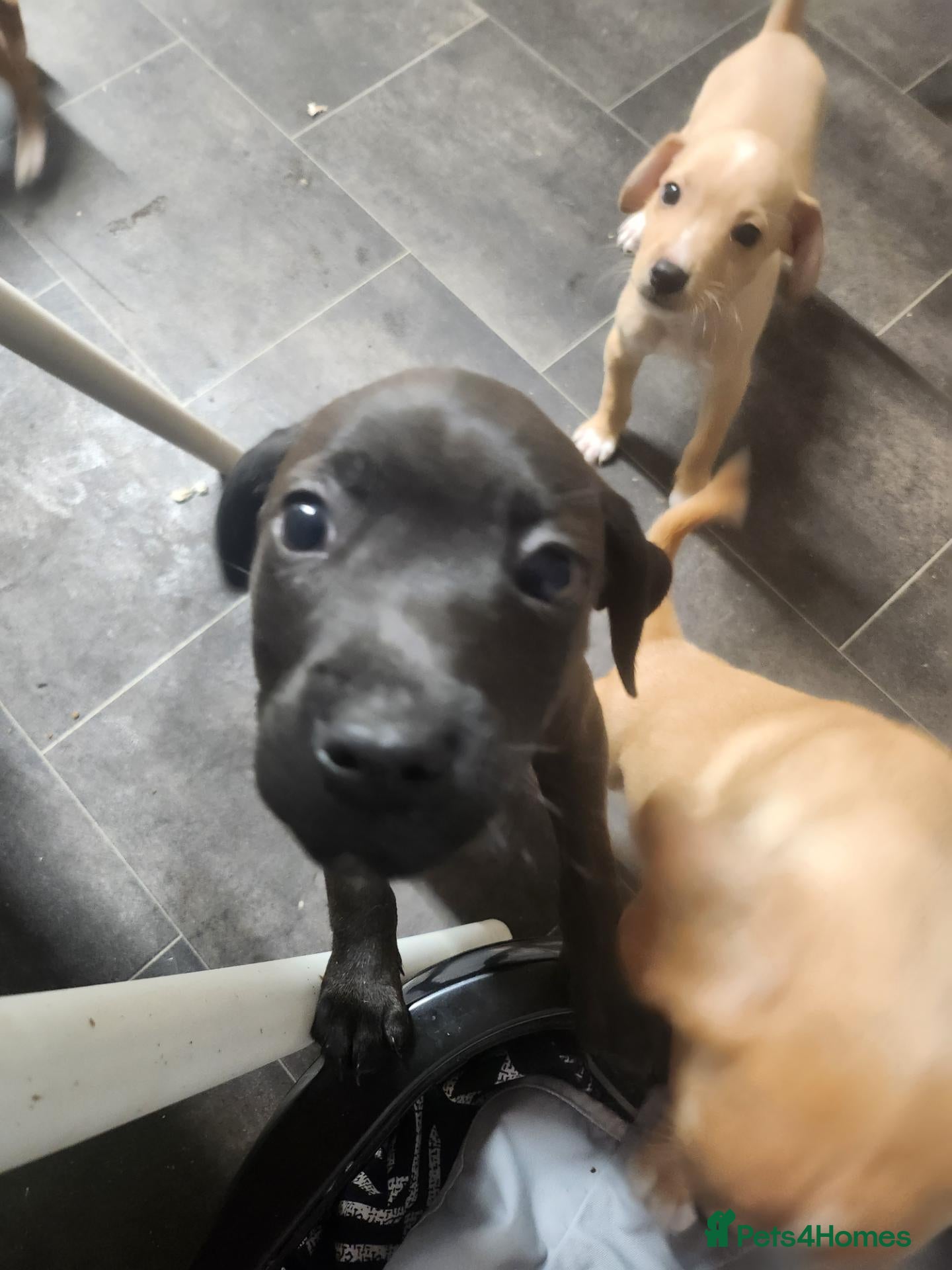 Mixed Breed dogs The last boy of a litter of 7  - Advert 2