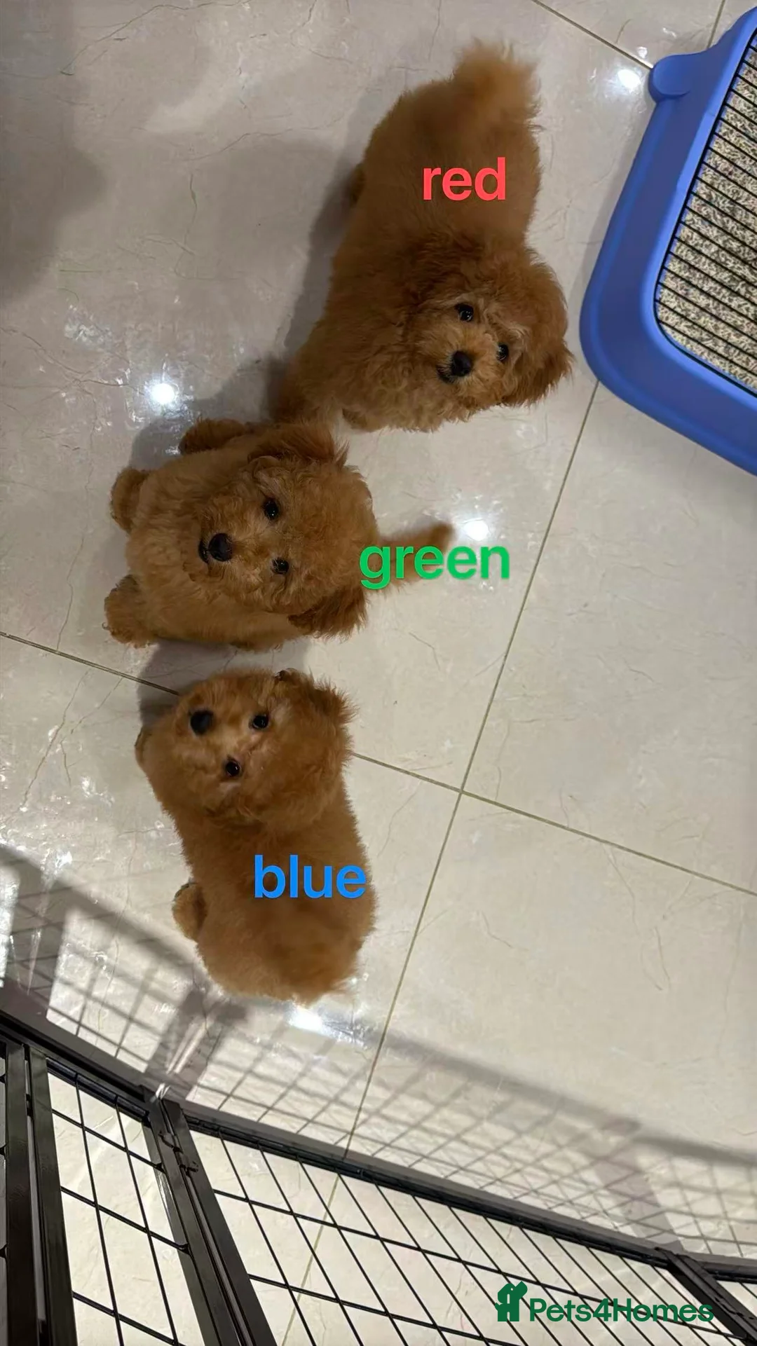 Toy Poodle dogs for sale: 3 KC Registered Red Toy poodle Puppies - Advert 1