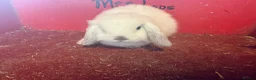 Mini Lop rabbits for sale: Mini lop baby rabbits ready now  - Advert 5