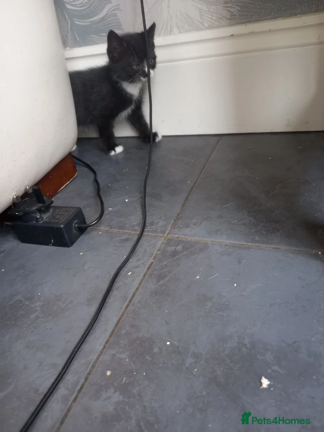 Mixed Breed cats for sale: Black and white kittens in Widnes - Advert 2
