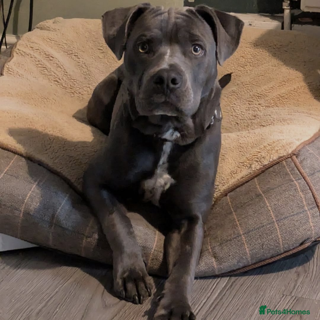 Mixed Breed dogs for sale: 8 month old, English bulldog cross - Image 1