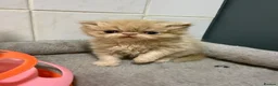 Persian cats for sale: Male cream Persian kitten  - Advert 3