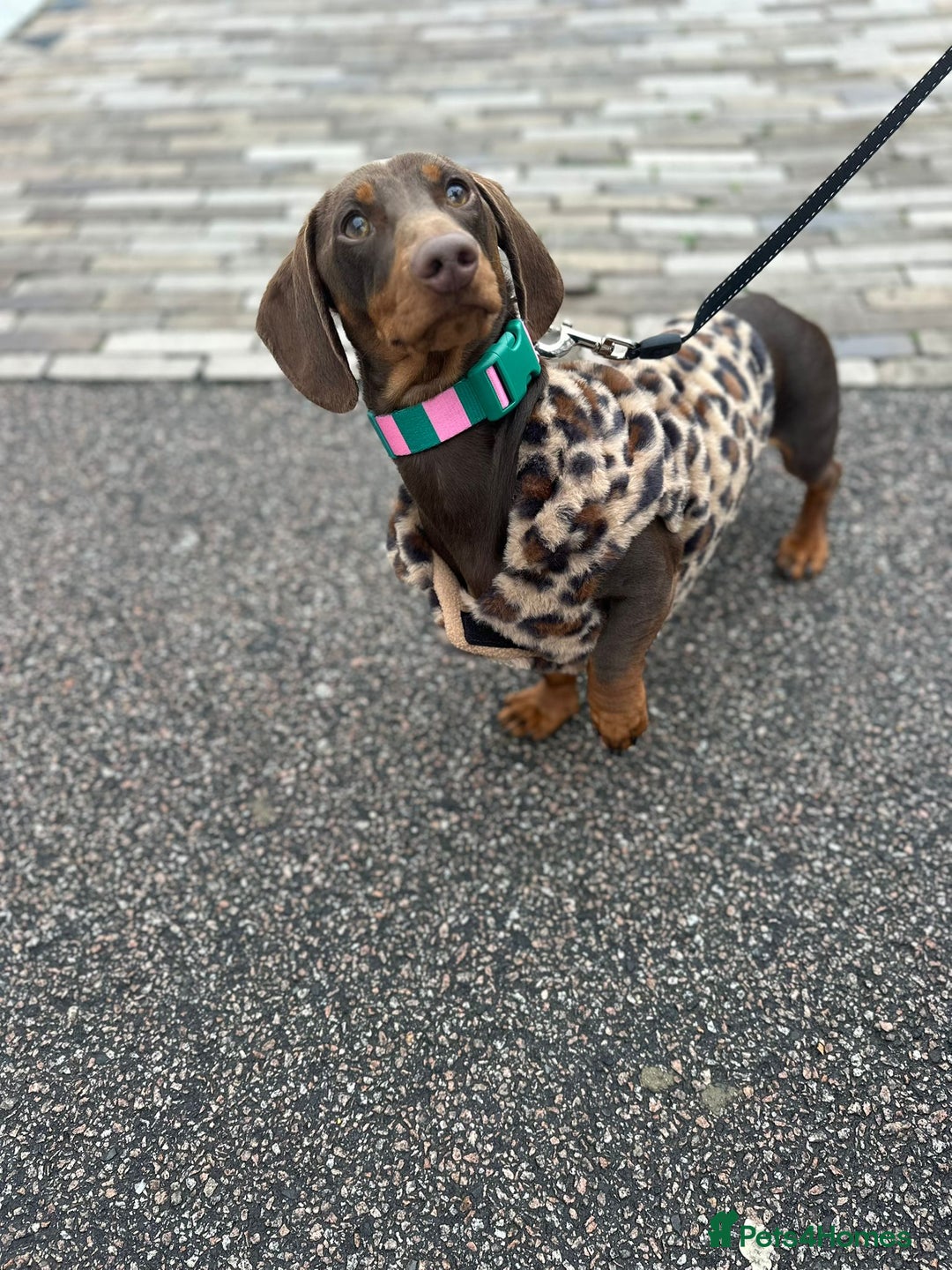 Dachshund dogs for sale: Dachshund for sale - Advert 2