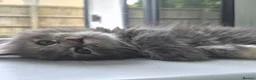 Maine Coon cats for sale: Beautiful main coon kittens for sale in Runcorn - Advert 23