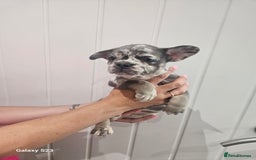 French Bulldog dogs for sale: ⭐️⭐️⭐️⭐️litter of 6 Beautiful french bulldogs 😍🏠 in Southampton - Image 6