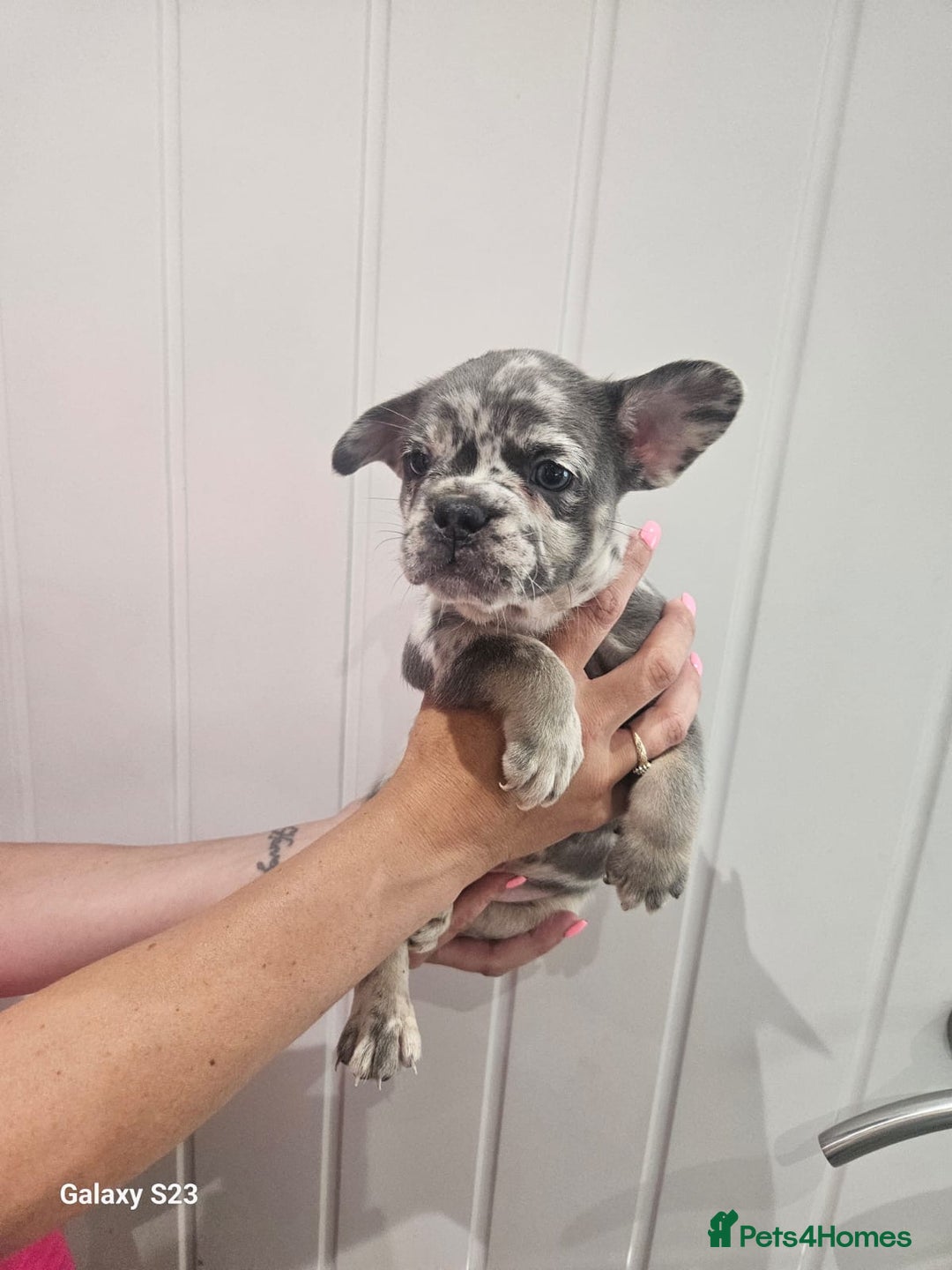 French Bulldog dogs for sale: ⭐️⭐️⭐️⭐️litter of 6 Beautiful french bulldogs 😍🏠 in Southampton - Image 6