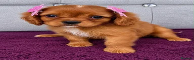 Cavalier King Charles Spaniel 4