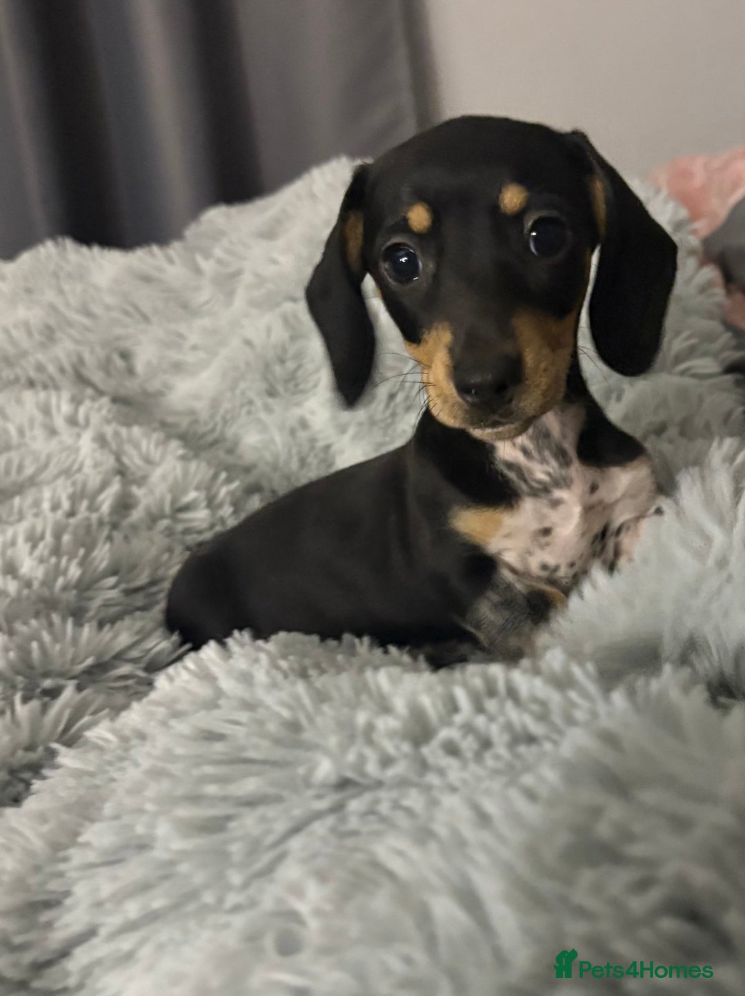 Miniature Dachshund dogs for sale: Four beautiful miniature dachshund girls - Advert 31