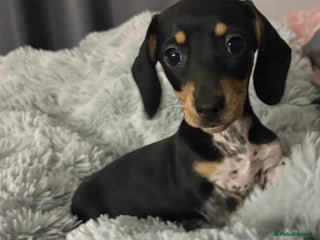 Miniature Dachshund dogs Four beautiful miniature dachshund girls - Advert 16