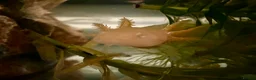 Axolotl reptiles for sale: Axolotl Babies - updated pictures!!  - Advert 3