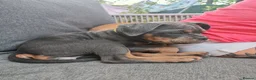 Dorset Olde Tyme Bulldogge dogs for sale: Old tyme bulldog puppies  - Advert 3