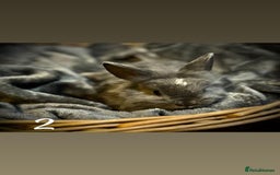Lionhead rabbits for sale: Lion head rabbit s - Image 3