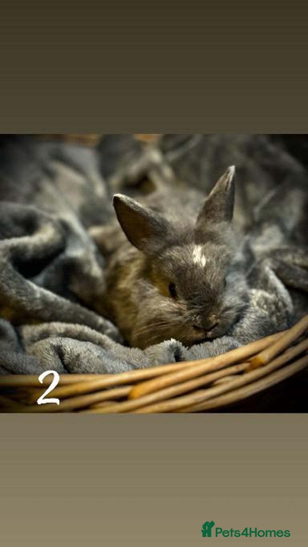 Lionhead rabbits for sale: Lion head rabbit s - Image 3