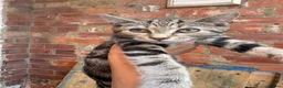 Mixed Breed cats for sale: Kittens looking for a forever home - Advert 9