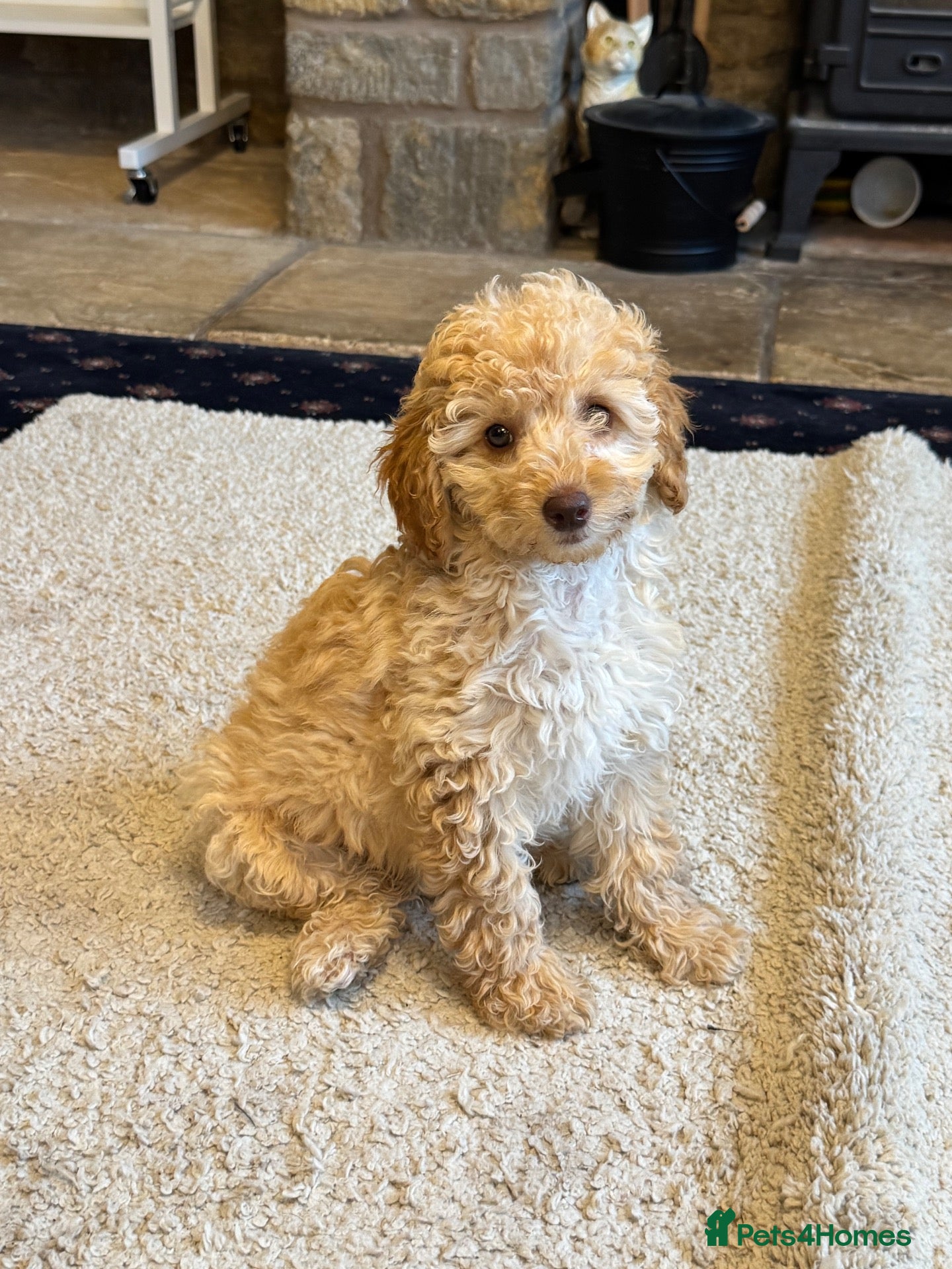 Mixed Breed dogs for sale: 🩷READY NOW🩷 - Advert 2