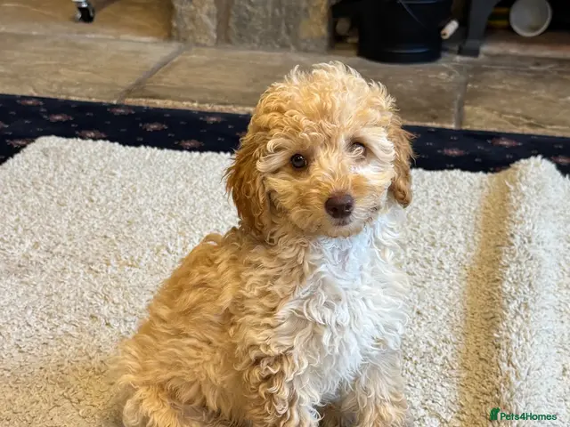 Mixed Breed dogs for sale: 🩷READY NOW🩷 - Advert 2