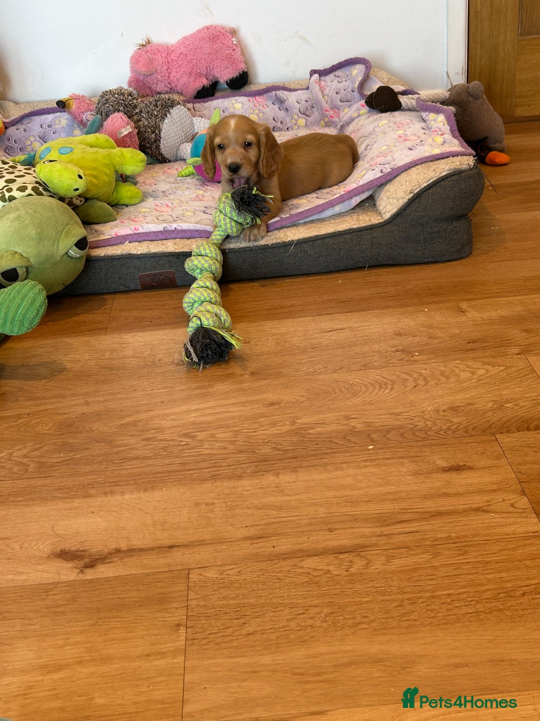 Cocker Spaniel dogs for sale: Outstanding litter KC registered working cockers  - Image 4