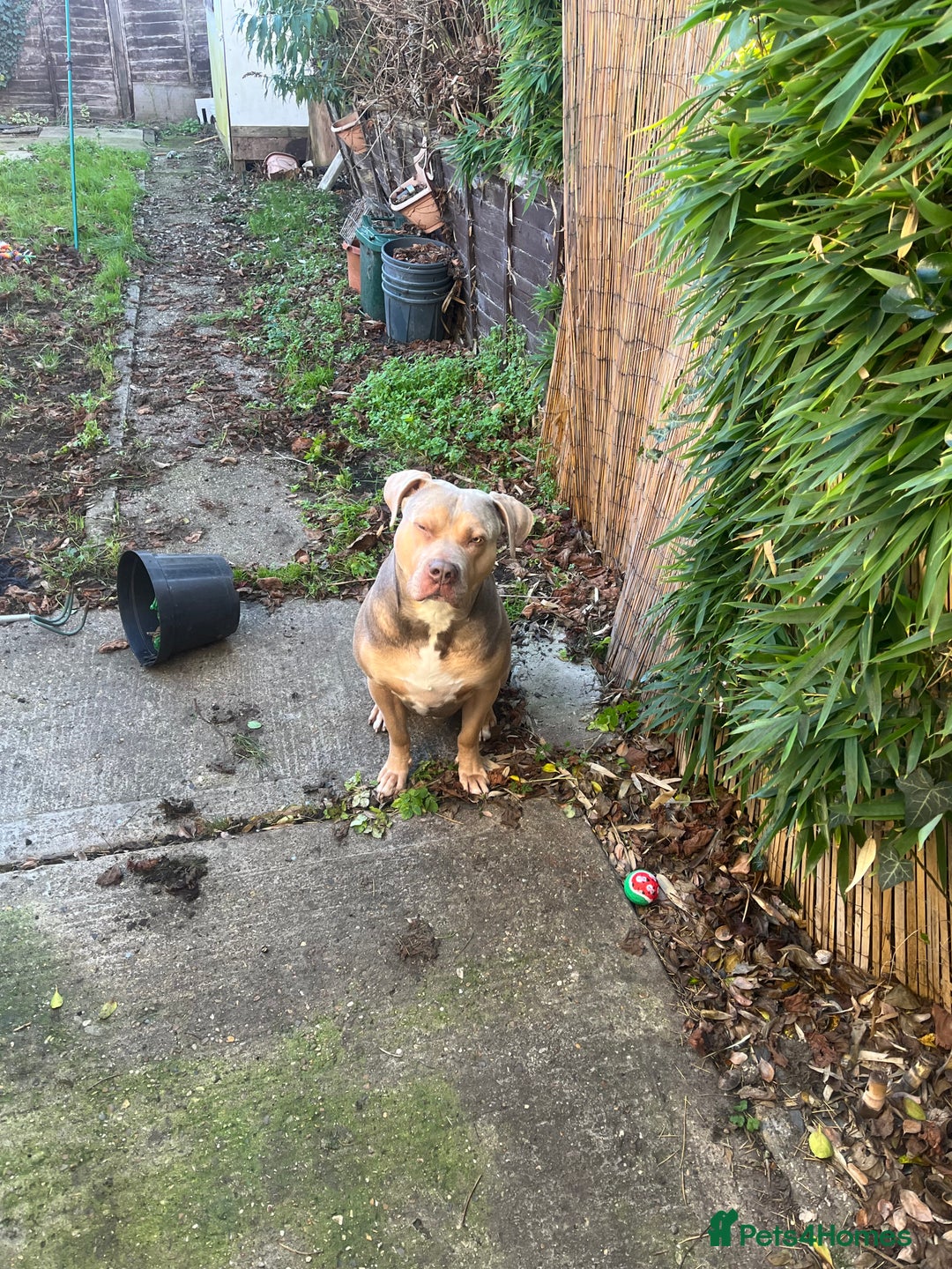 Cane Corso dogs for stud: Cane corso cross staff for stud  - Advert 1