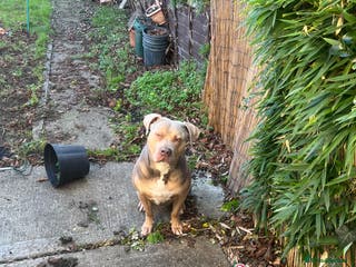 Cane Corso dogs Cane corso cross staff for stud - Advert 11