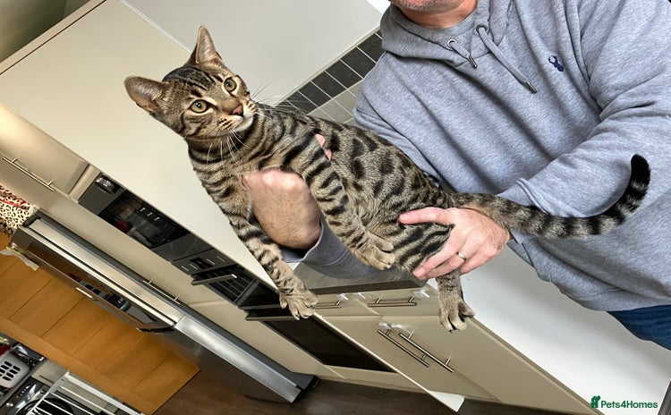 Bengal cats - Advert 12