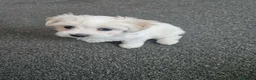 Maltese dogs for sale: lovely maltese puppy’s  - Advert 5