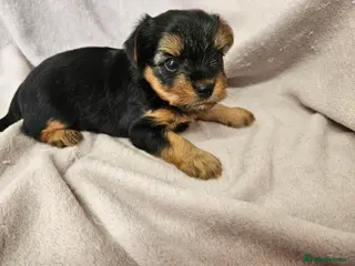 Mixed Breed dogs 🧡DNA tested parents🧡Black and Tan boy available - Advert 12