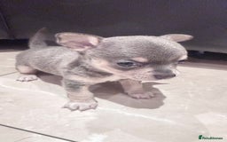 Chihuahua dogs for sale: Gorgeous Chihuahua Puppies  - Advert 13