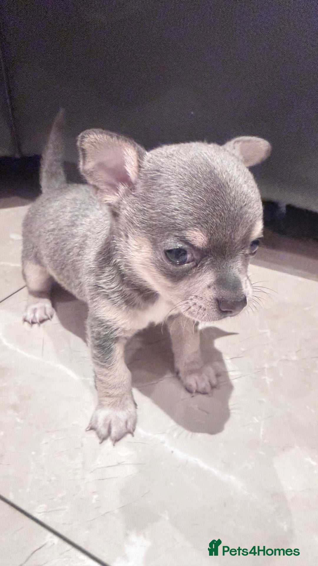 Chihuahua dogs for sale: Gorgeous Chihuahua Puppies  - Advert 13