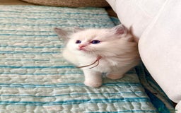 Ragdoll cats for sale: Beautiful Ragdoll Kittens – Stunning & Ready Soon - Image 5