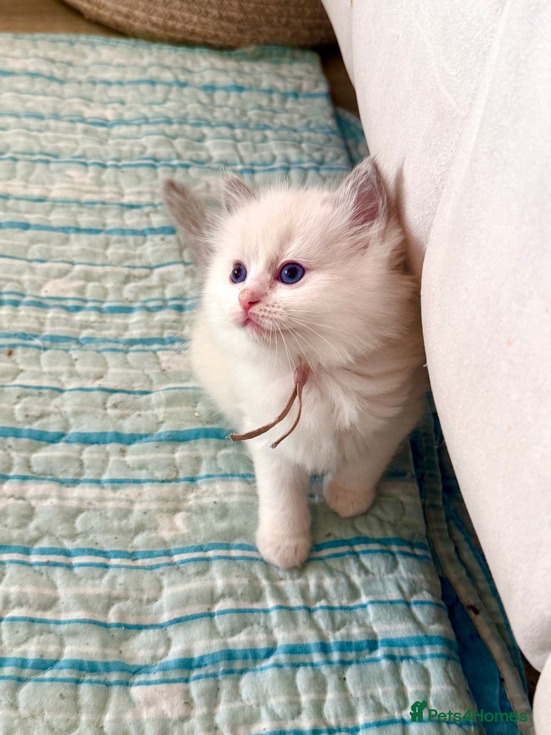 Ragdoll cats for sale: Beautiful Ragdoll Kittens – Stunning & Ready Soon - Image 5