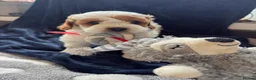 Cavapoo dogs for sale: Available TODAY ❤️ F1b Cavapoo Puppies  - Advert 7
