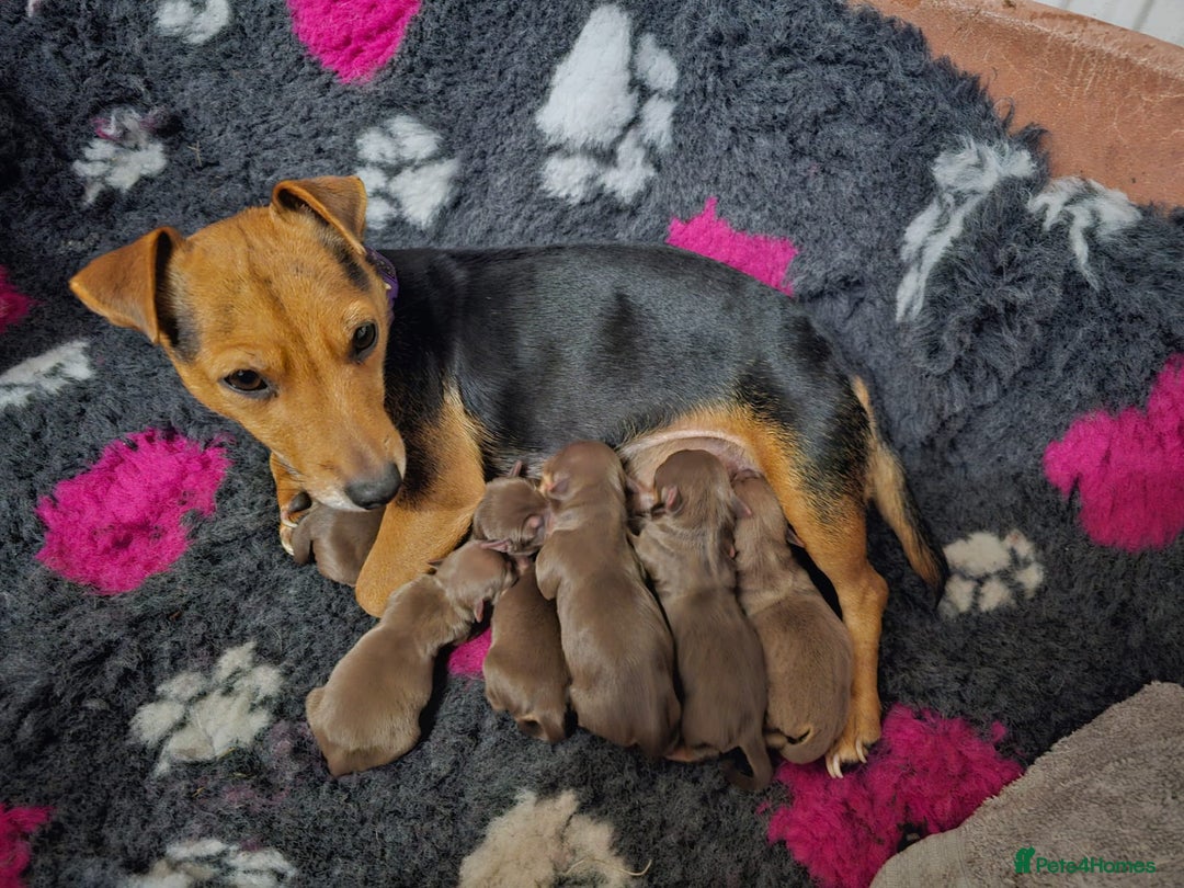 Jack Russell dogs for stud: Chocolate and tan short legged stud in Herne Bay - Advert 7