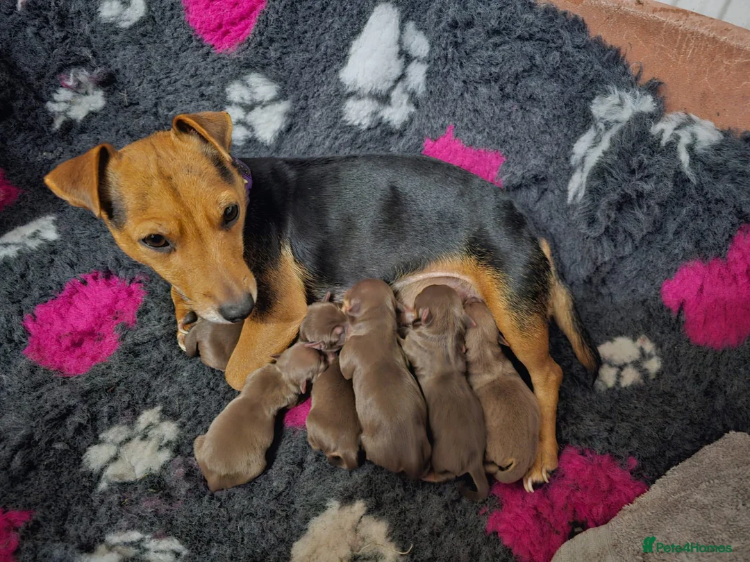 Jack Russell dogs for stud: Chocolate and tan short legged stud in Herne Bay - Advert 7