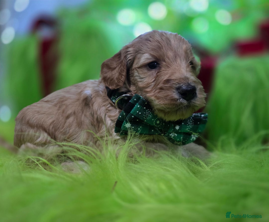 Cockapoo dogs for sale: Ready Now - 2 Lovely Cockapoo Puppies Remaining  - Advert 3