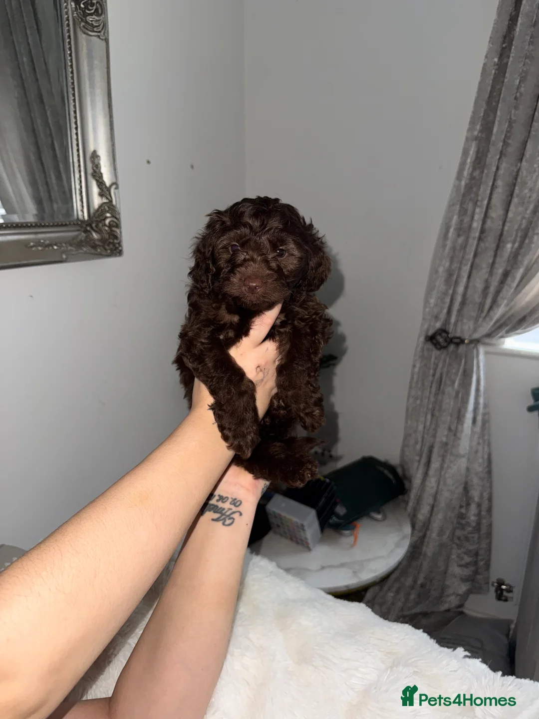 Cavapoo dogs for sale: Beautiful puppies looking forever homes  - Advert 16