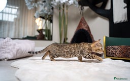 Bengal cats for sale: BABETTE-LAST available girl from the litter-TICA  - Image 4