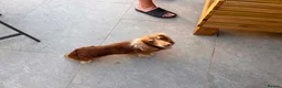 Miniature Dachshund dogs for stud: KC Chocolate & Cream Mini Dachshund Stud in Harrogate - Advert 4