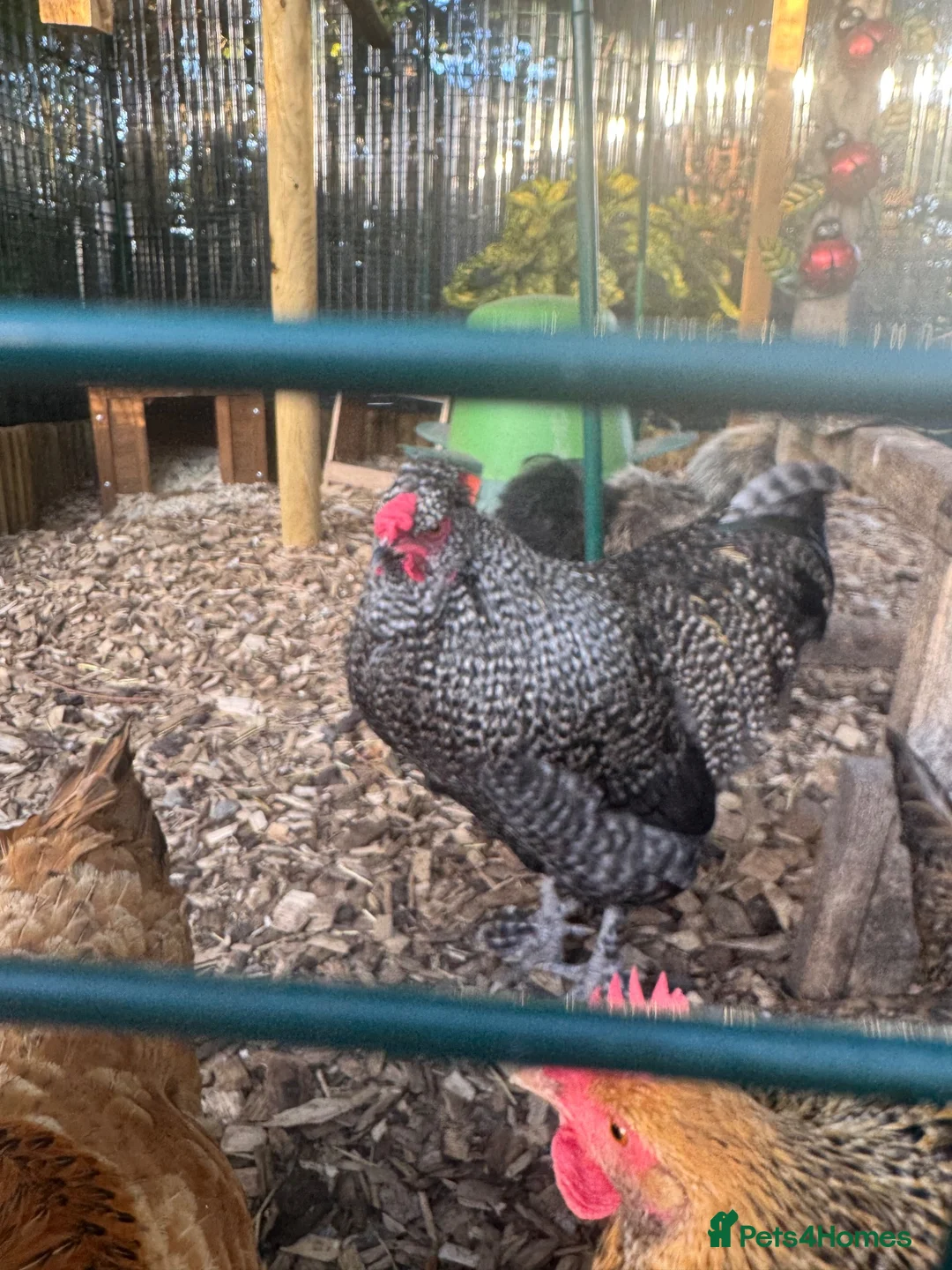 Chickens poultry for sale: Cockerel  - Advert 1