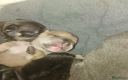 French Bulldog dogs for sale: ⚡️Exquisite 🌈 Pedigree French Bulldog Puppies ⚡️ - Image 22